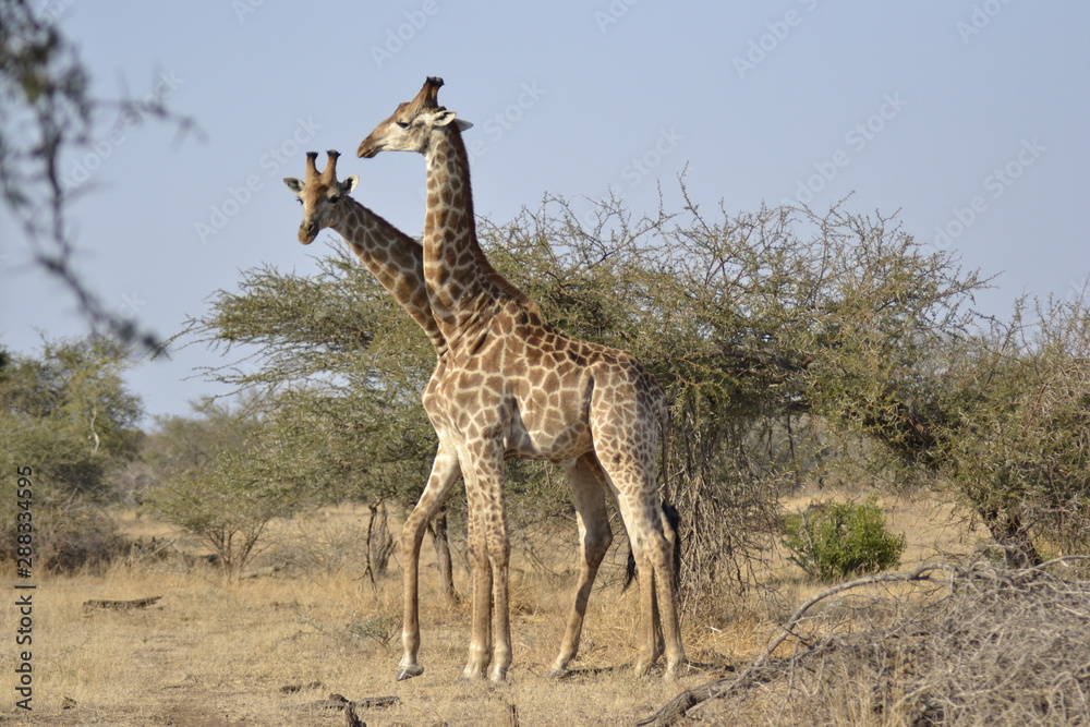 Obraz premium GIRAFFE DEL KRUGER NATIONAL PARK, SUDAFRICA