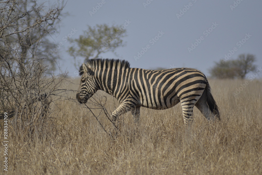ZEBRA DEL KRUGER NATIONAL PARK, SUDAFRICA ZEBRA DEL KRUGER NATIONAL PARK, SUDAFRICA