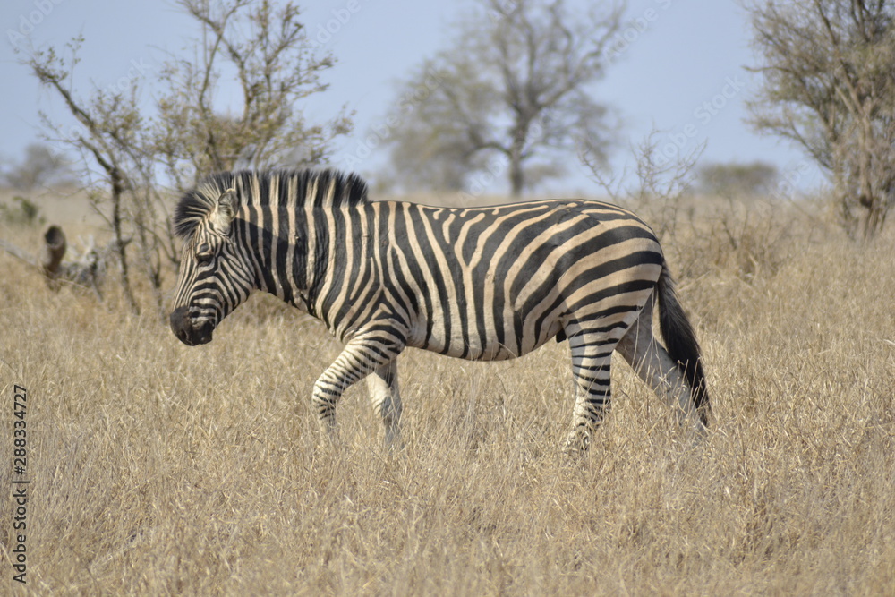 ZEBRA DEL KRUGER NATIONAL PARK, SUDAFRICA ZEBRA DEL KRUGER NATIONAL PARK, SUDAFRICA