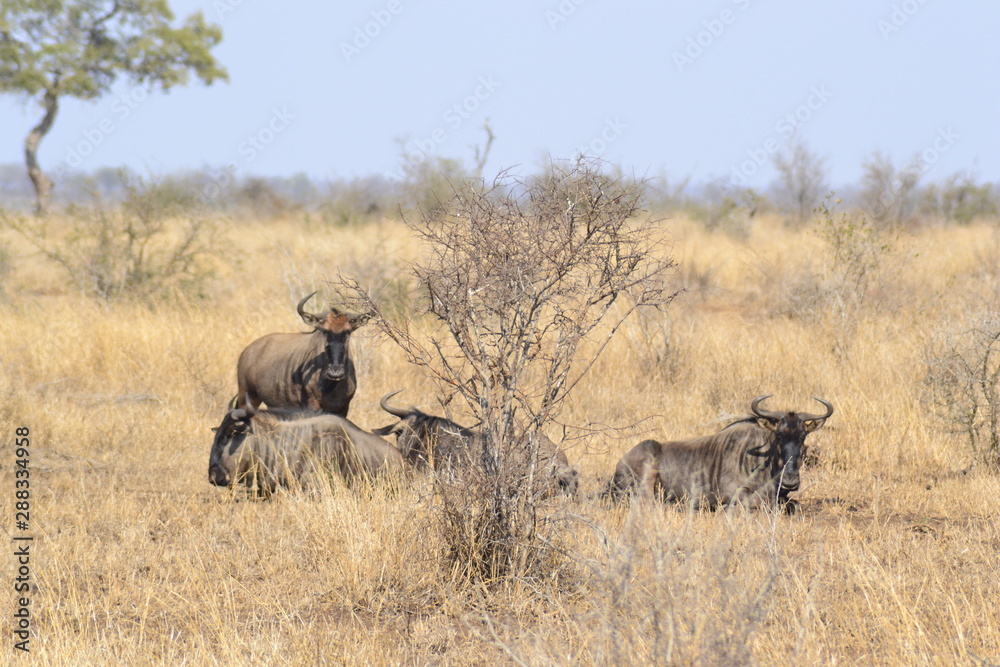 GNU DEL KRUGER NATIONAL PARK, SUDAFRICA GNU DEL KRUGER NATIONAL PARK, SUDAFRICA