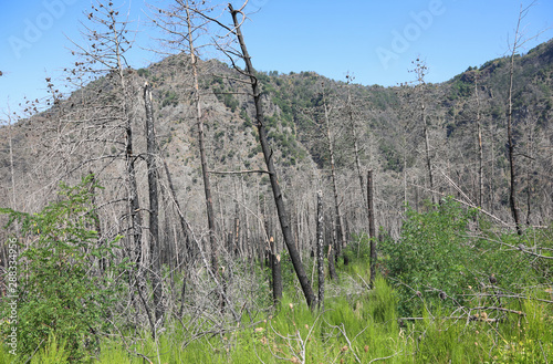 Photography many burnt trees after the fire
