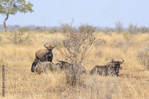 Fototapeta Naklejka Na Ścianę i Meble -  GNU DEL KRUGER NATIONAL PARK, SUDAFRICA