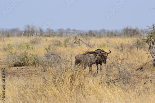 GNU DEL KRUGER NATIONAL PARK  SUDAFRICA