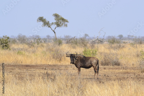 GNU DEL KRUGER NATIONAL PARK  SUDAFRICA