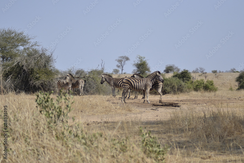 ZEBRA DEL KRUGER NATIONAL PARK, SUDAFRICA ZEBRA DEL KRUGER NATIONAL PARK, SUDAFRICA