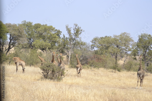 Fototapeta Naklejka Na Ścianę i Meble -  GIRAFFE DEL KRUGER NATIONAL PARK, SUDAFRICA
