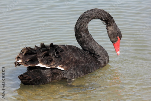 un cygne noir