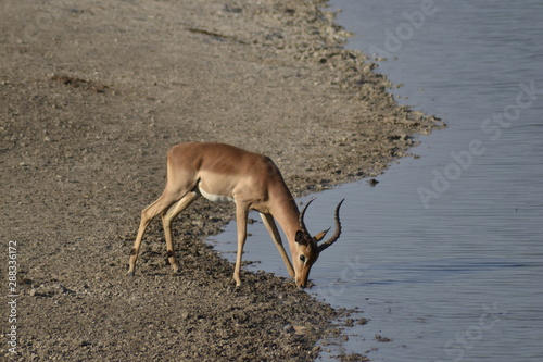 KRUGER NATIONAL PARK  SUDAFRICA