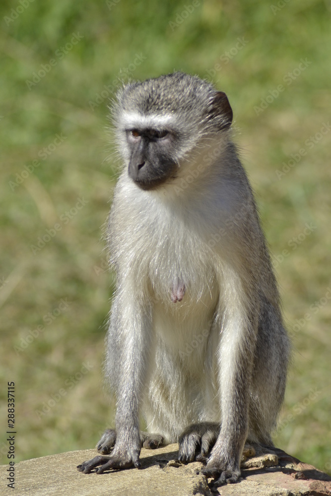 SCIMMIE SUDAFRICANE, KRUGER NATIONAL PARK SCIMMIE SUDAFRICANE, KRUGER NATIONAL PARK