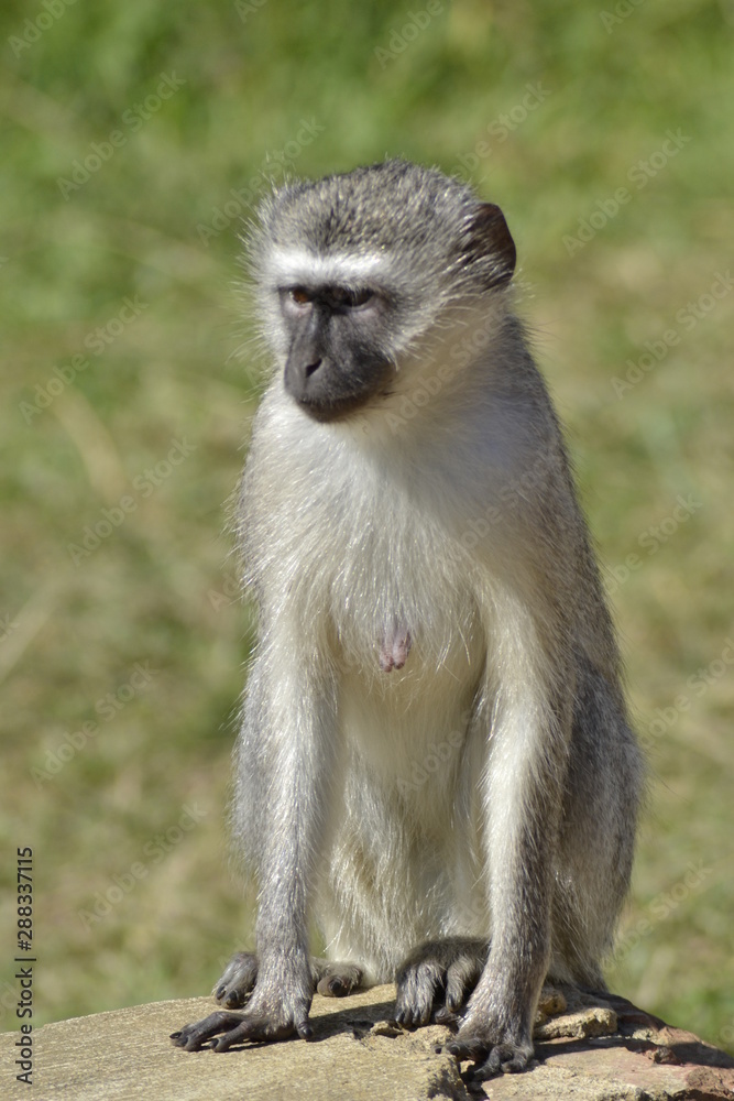 SCIMMIE SUDAFRICANE, KRUGER NATIONAL PARK