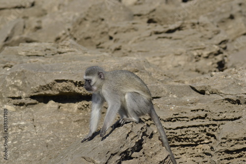 SCIMMIE SUDAFRICANE, KRUGER NATIONAL PARK