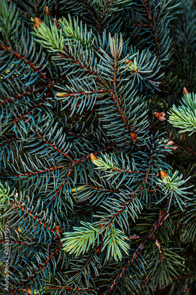 Christmas fir tree branches background.  Festive Xmas border of green pine tree.