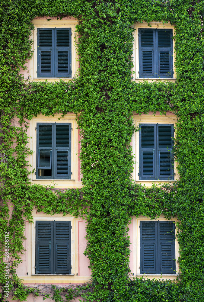 Front facade of a building covered in a creeper Front facade of a building covered in a creeper