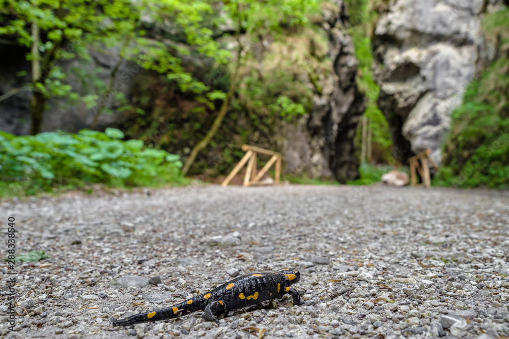 Fire salamander in Gaderska valley, Slovakia