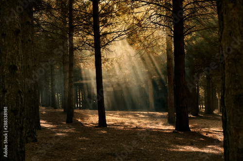 beautiful forest with sunlight and fog