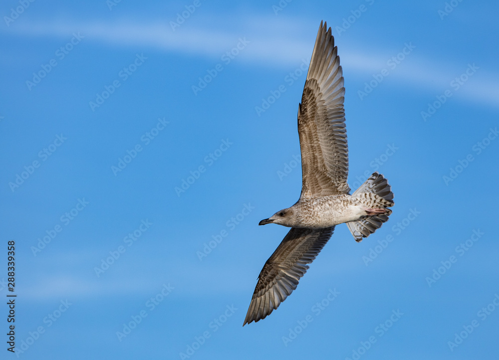 Obraz premium Möve im Flug