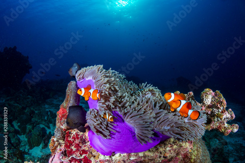 Clownfish in their host anemone on a tropical coral reef