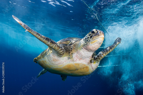 Green Sea Turtle Behind a SCUBA Diving Boat in a Tropical Ocean © whitcomberd