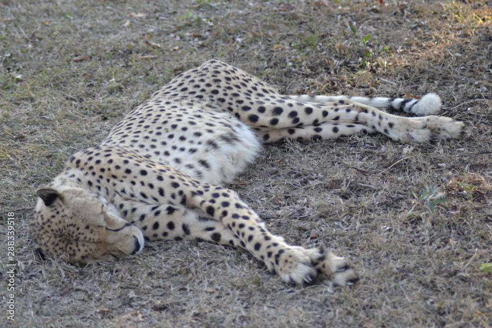 GHEPARDO, KRUGER NATIONAL PARK, SUDAFRICA GHEPARDO, KRUGER NATIONAL PARK, SUDAFRICA