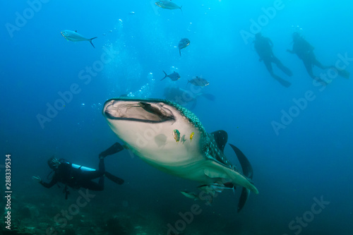 Whale Shark in the Ocean with Background SCUBA Divers © whitcomberd