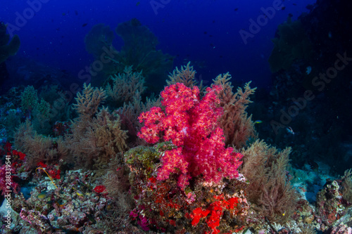 Fragile but Healthy Tropical Coral Reef in Thailands Similan Islands