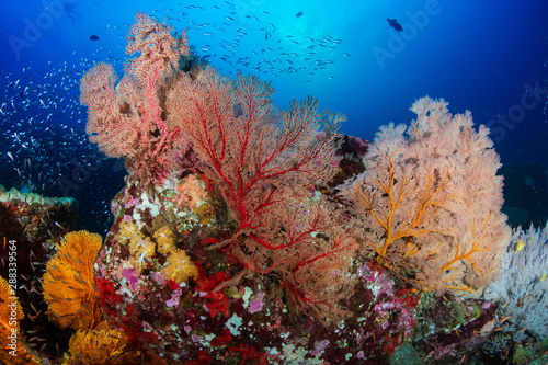 Beautiful, Colorful Tropical Coral Reef and Fish Underwater © whitcomberd