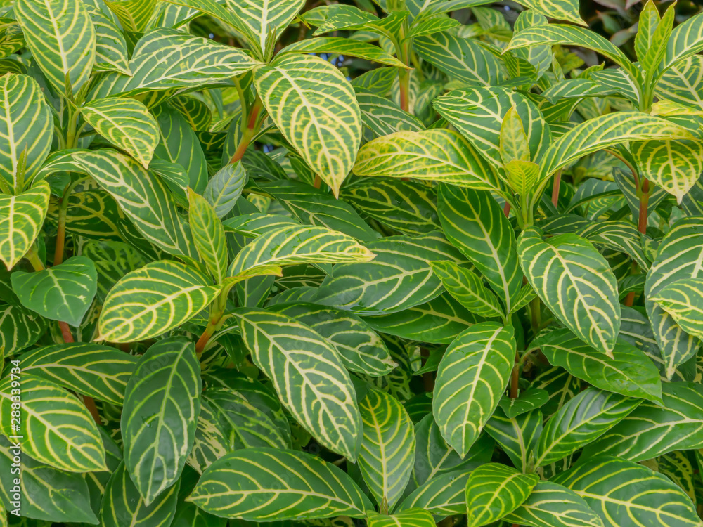 Green leaf wallpaper, green stripes with yellow lines of leaves Green leaf wallpaper, green stripes with yellow lines of leaves