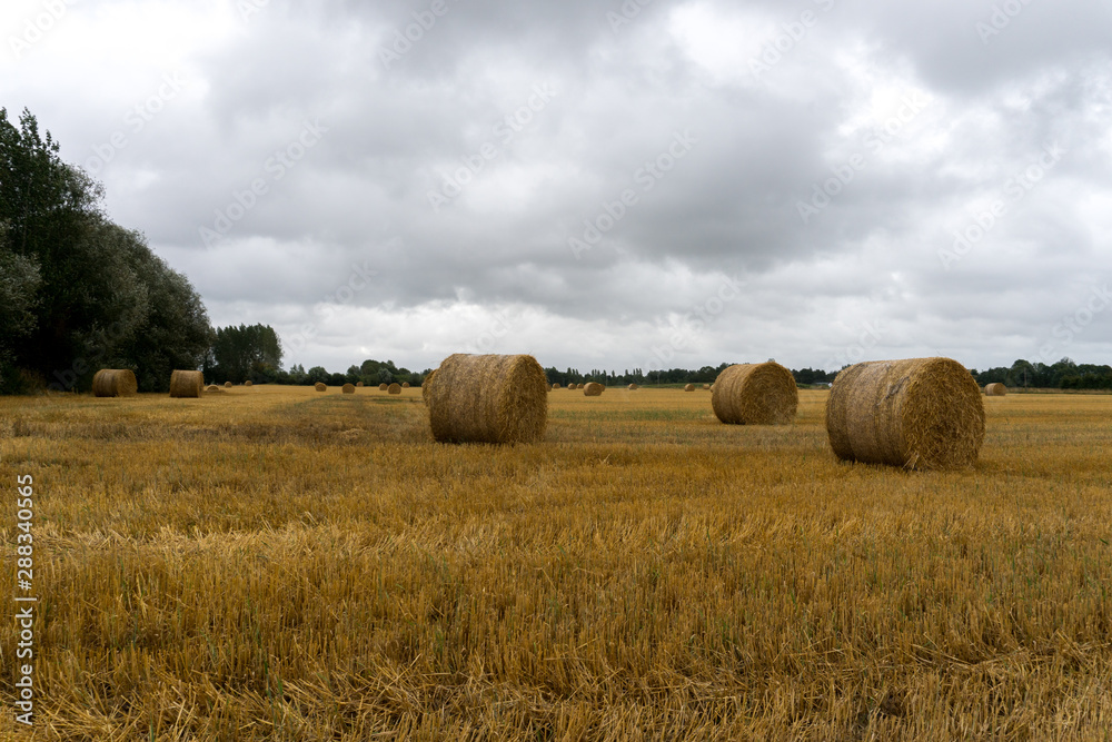 golden hay and straw bales on a large farm field under an overcast sky