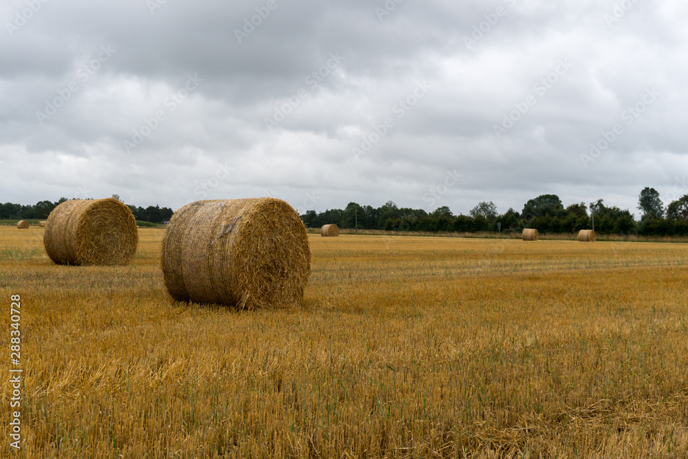 golden hay and straw bales on a large farm field under an overcast sky