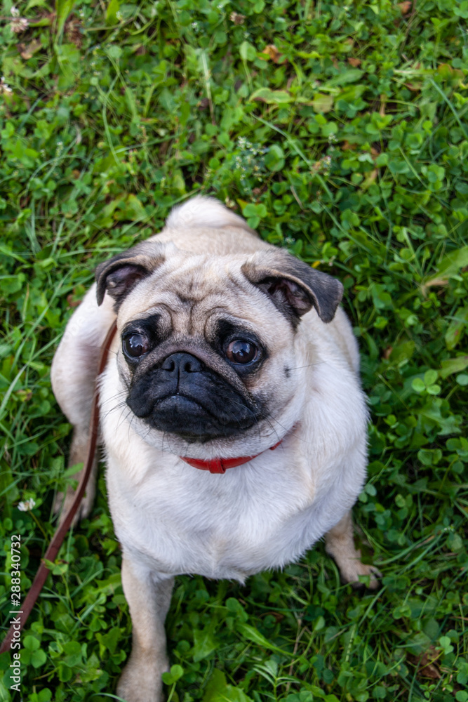 Portrait healthy purebred cute pug outdoors in nature on a sunny day. Pug walks on a leash through the green grass. Top view