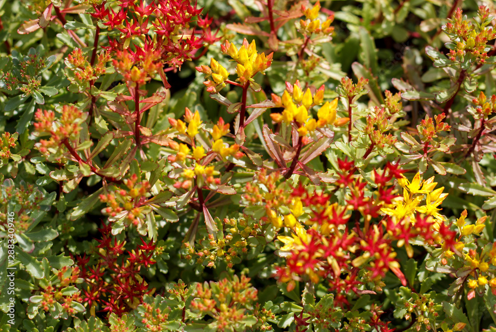 Fototapeta premium yellow-red background of autumn plants close-up