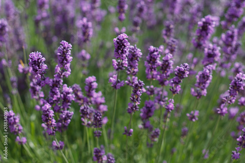 natural background of lavender flowers close up © eevlada