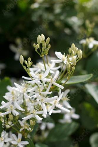 inflorescence with small white flowers close-up