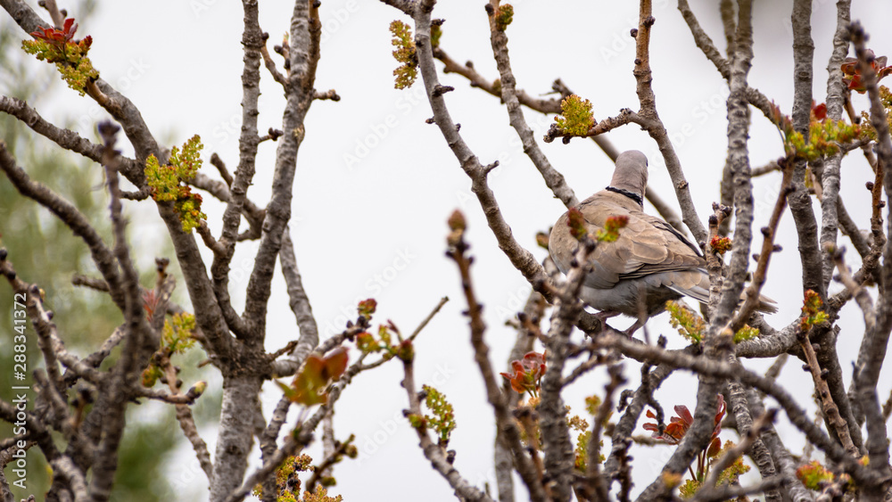 turtledove among the trees branches turtledove among the trees branches