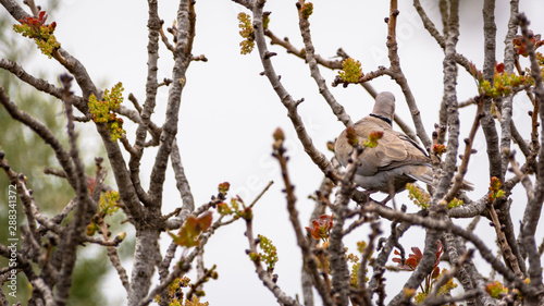 turtledove among the trees branches