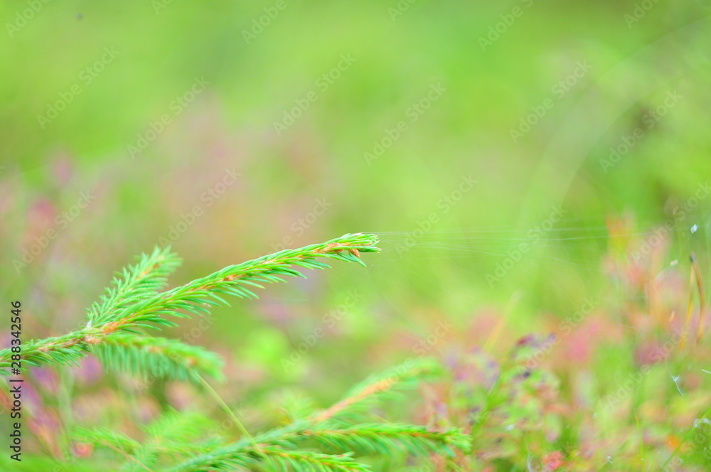 Christmas tree twig with cobwebs on the background of bright forest shrubs Christmas tree twig with cobwebs on the background of bright forest shrubs