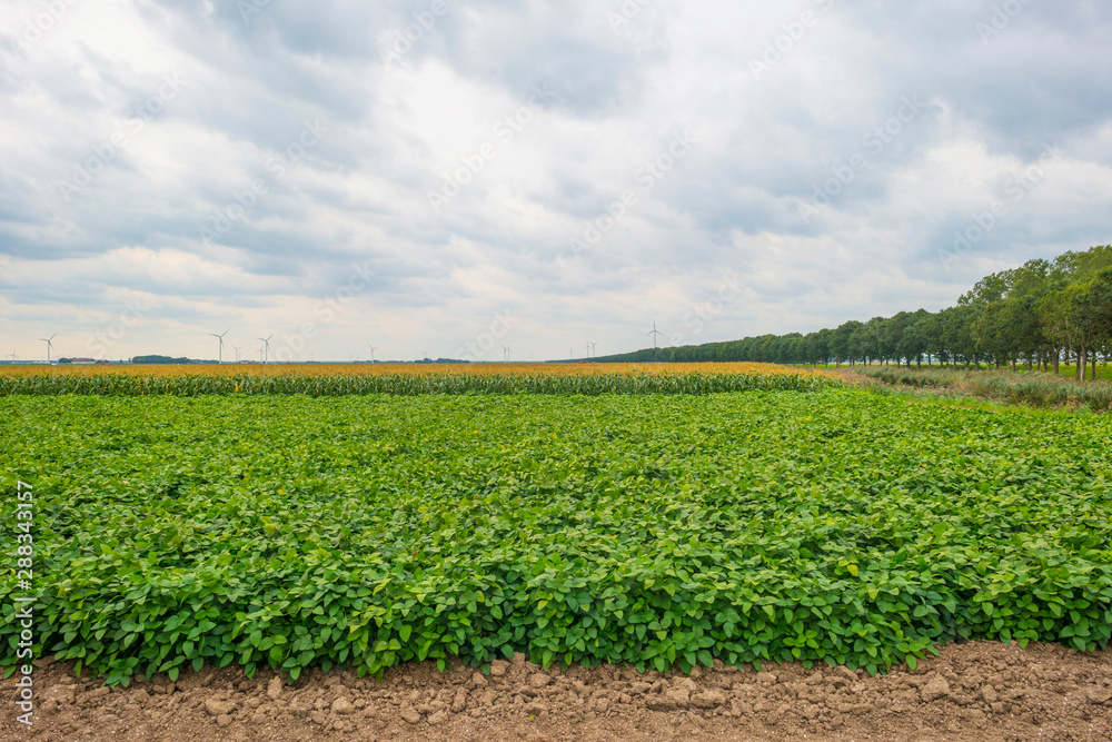 Soybean growing on a field below a cloudy sky in summer