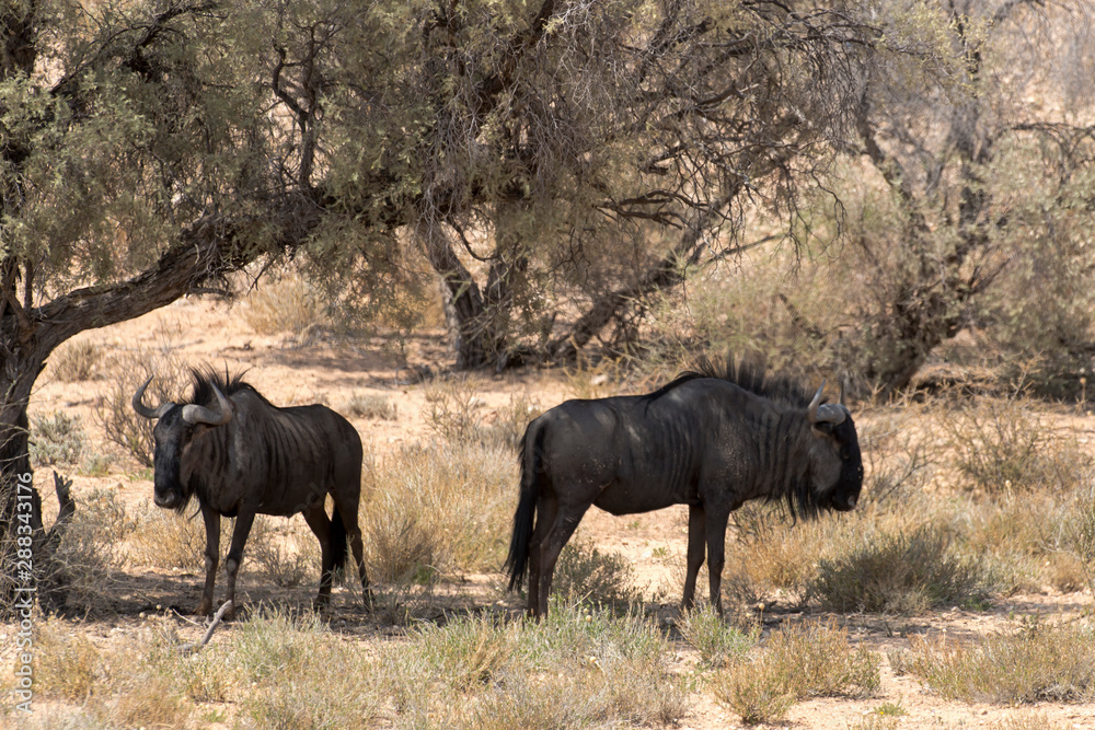 Fototapeta premium Gnou à queue noire, Connochaetes taurinus, Parc national Kruger, Afrique du Sud