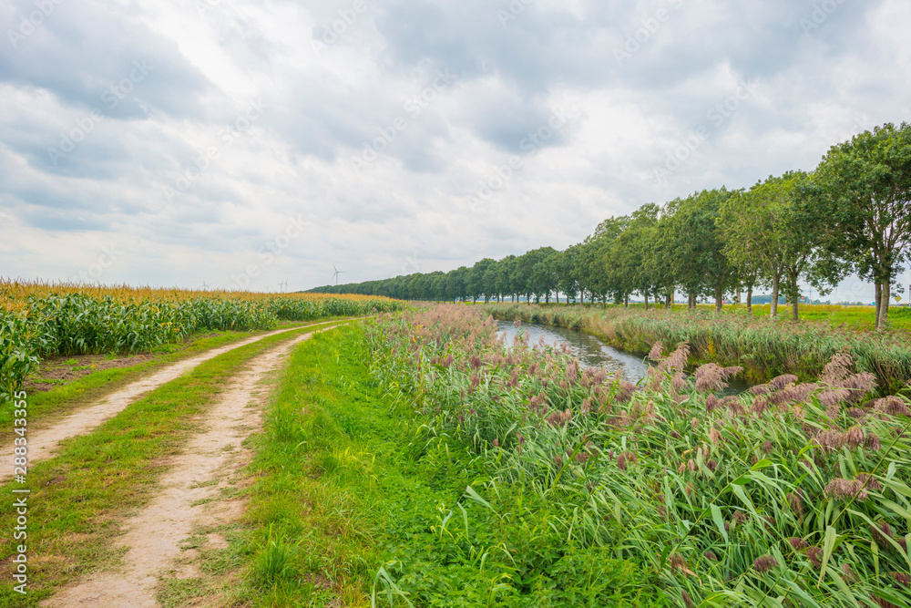 Canal in a field with vegetables below a cloudy sky in summer