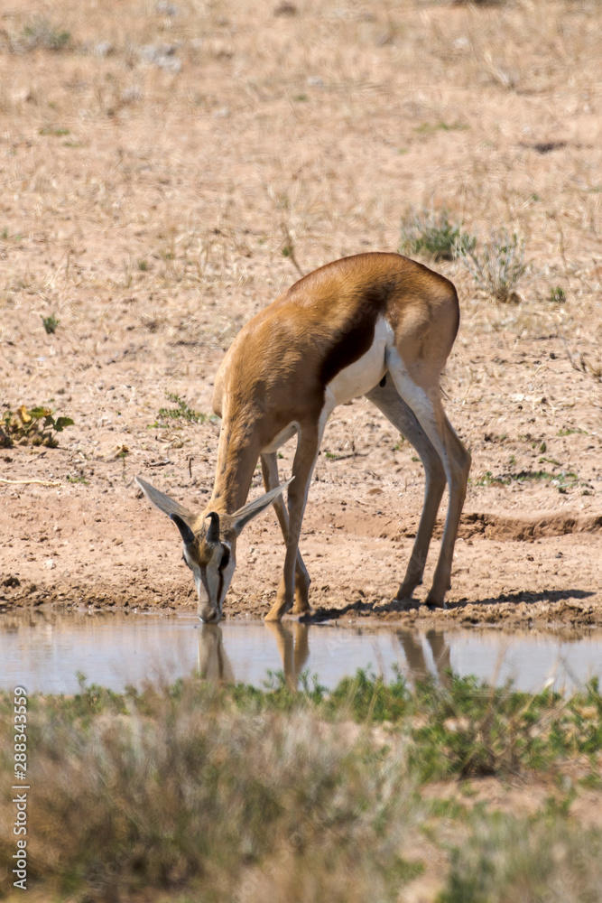 Springbok, Antidorcas marsupialis, Afrique du Sud Springbok, Antidorcas marsupialis, Afrique du Sud