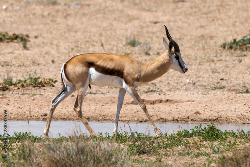 Springbok  Antidorcas marsupialis  Afrique du Sud