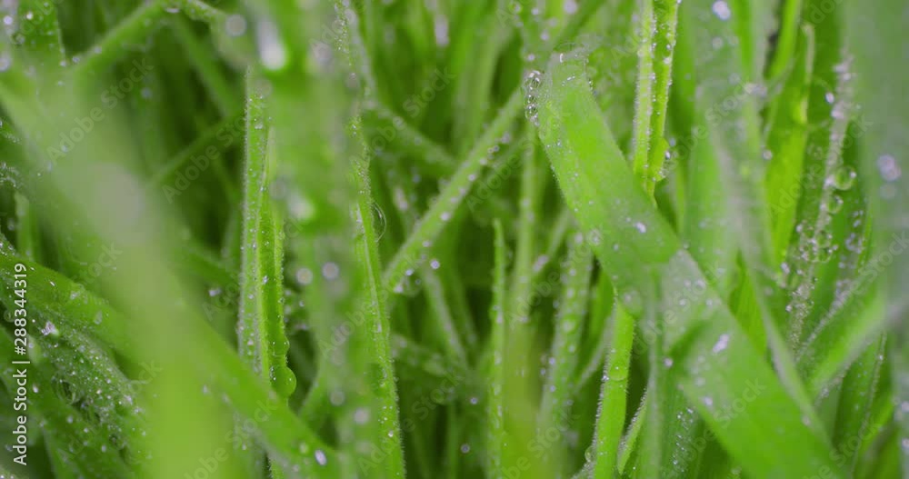 Growing Green Grass Wheat On With Water Drops. Extreme Macro. Growing Green Grass Wheat On With Water Drops. Extreme Macro.