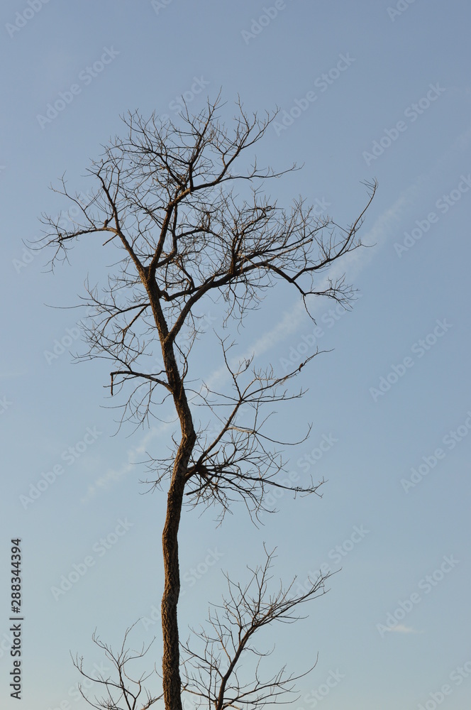 Leafless tree Leafless tree
