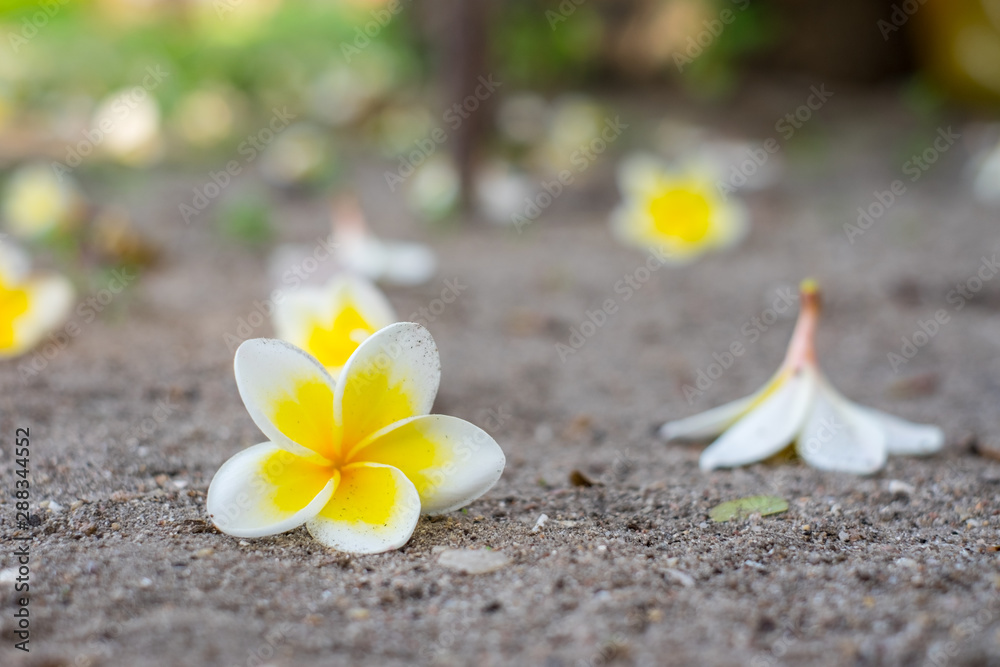 Plumeria flower with white and yellow color on ground. Plumeria flower with white and yellow color on ground.