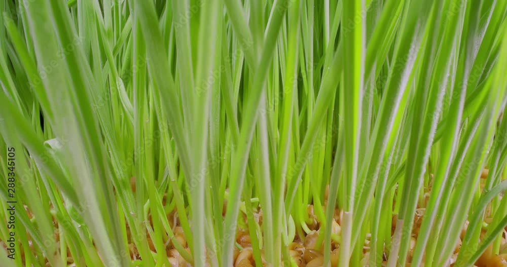Growing Green Grass Wheat On With Water Drops. Extreme Macro. Growing Green Grass Wheat On With Water Drops. Extreme Macro.