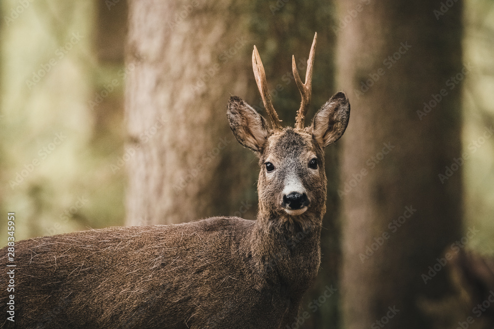 Fototapeta premium Reh Augenkontakt im Wald