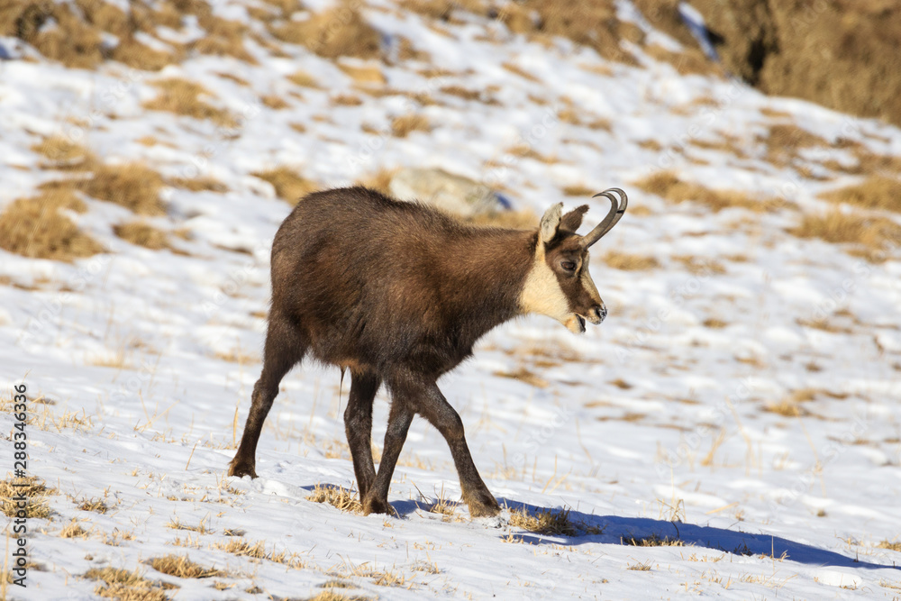 camoscio nel parco nazionale del Gran Paradiso camoscio nel parco nazionale del Gran Paradiso