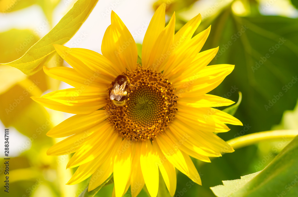 Naklejka premium bumblebee on sunflower