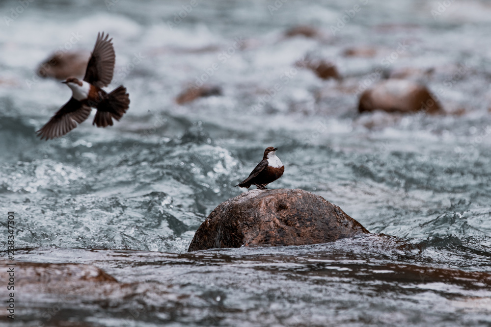 Fototapeta premium Bachamsel im Wildbach 