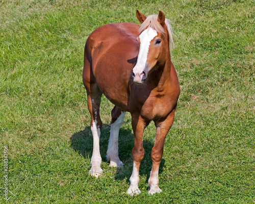horse standing in a field shot from above